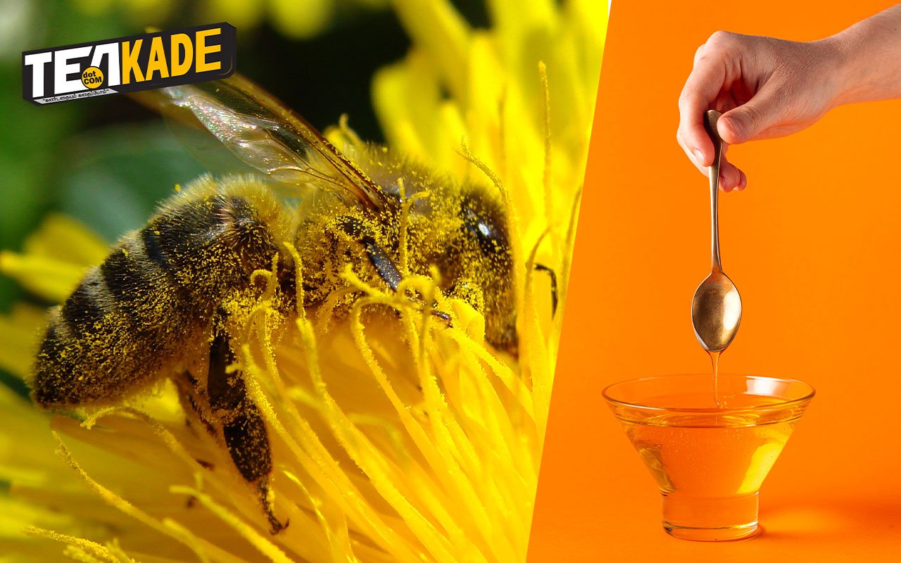 தேனீக்காலனி