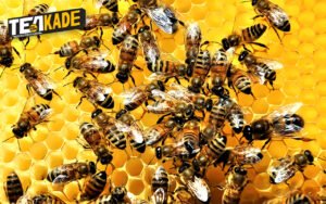 தேனீக்காலனி