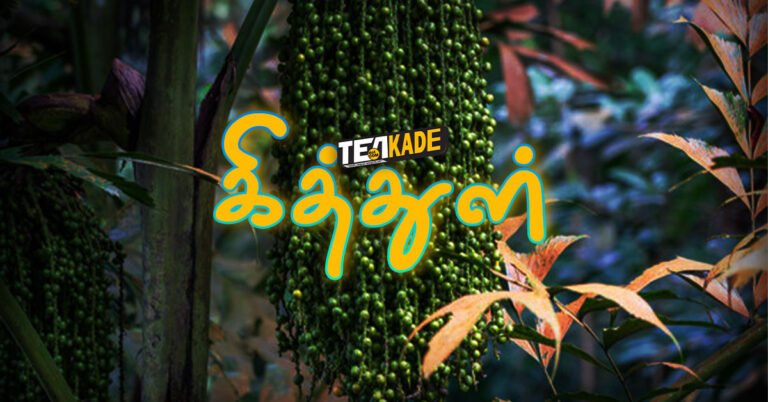 Read more about the article கூந்தல் பனை  aka கித்துள்​