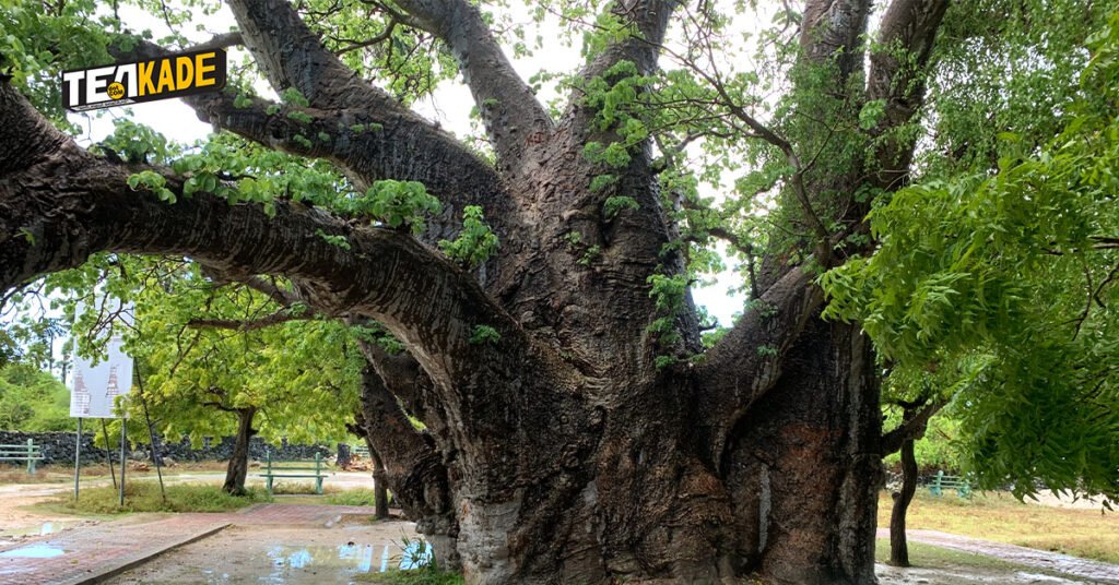 Baobab Tree