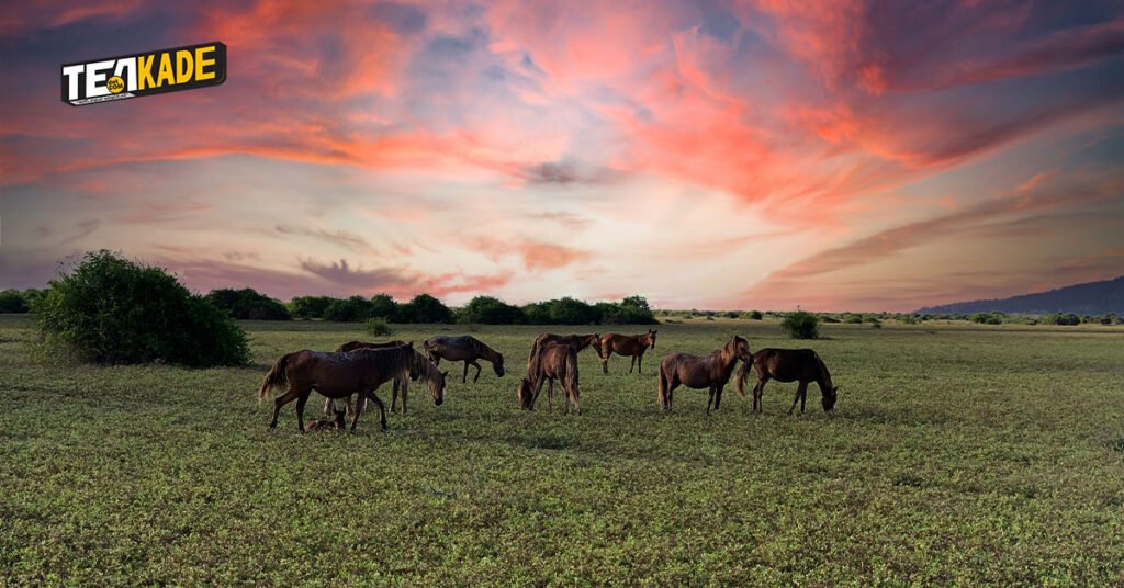 நெடுந்தீவு (Delft Island)  - Wild Horses of delft 