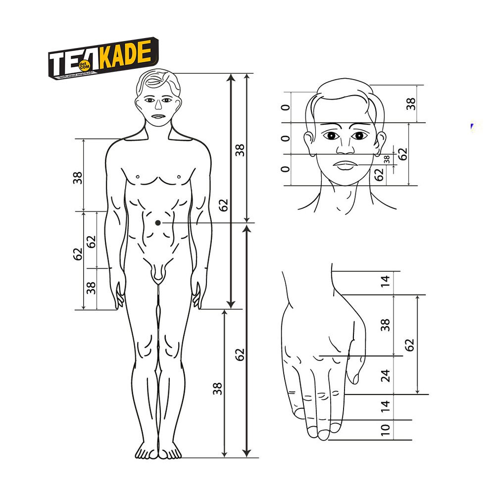 Golden Ratio in Human Body 