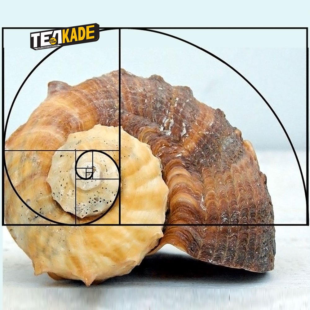 Golden Ratio - seashell 