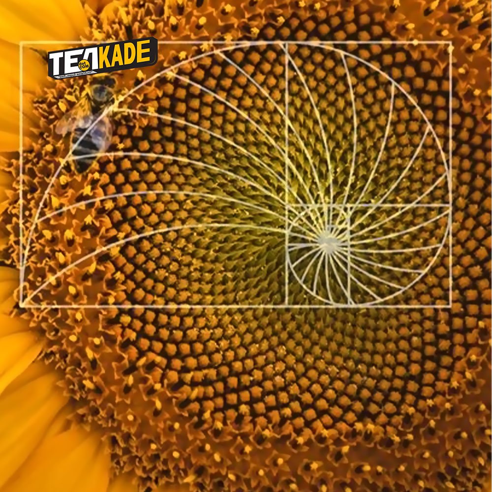 Golden Ratio - sunflower seeds 