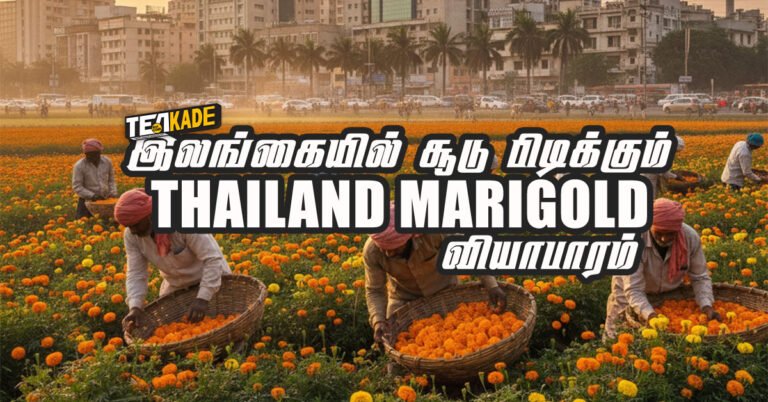 Read more about the article இலங்கையில் தாய்லாந்து சாமந்திப்பூ விவசாயம் – (Thailand Marigold Flower Farming in Sri Lanka)