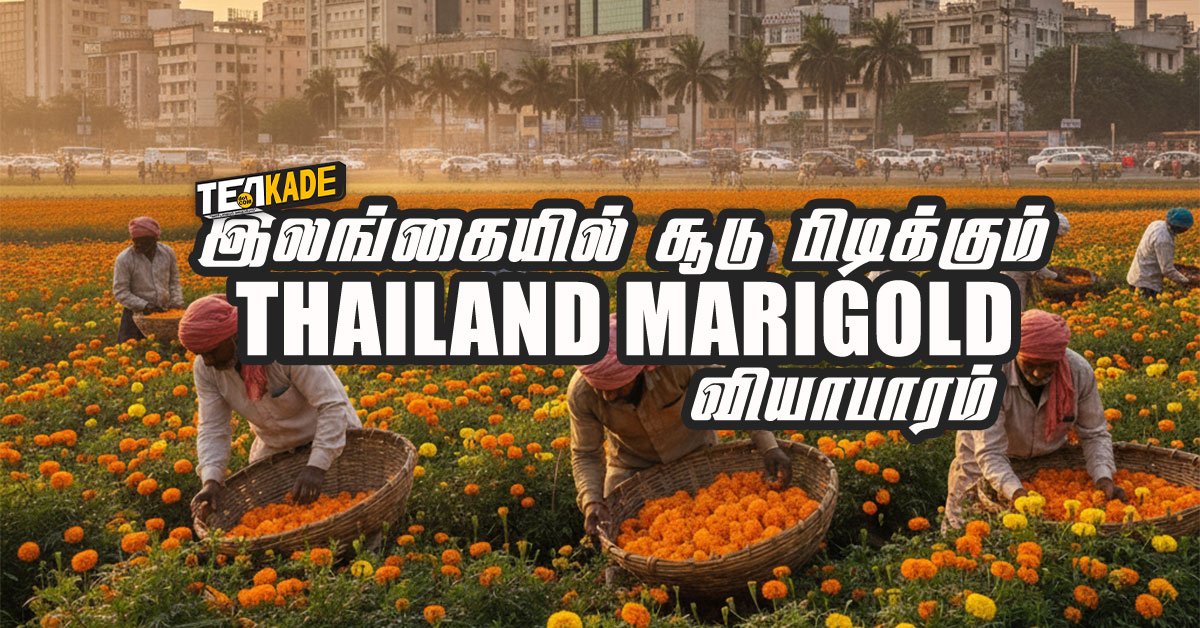 Read more about the article இலங்கையில் தாய்லாந்து சாமந்திப்பூ விவசாயம் – (Thailand Marigold Flower Farming in Sri Lanka)